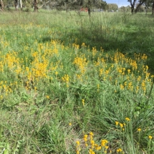 Chrysocephalum apiculatum at Florey, ACT - 19 Mar 2020