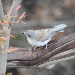 Colluricincla harmonica at Bundanoon - 12 Mar 2020