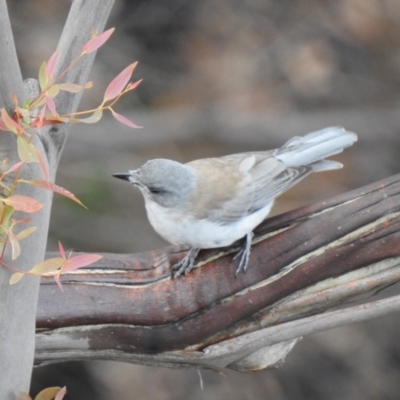 Colluricincla harmonica (Grey Shrikethrush) at Morton National Park - 11 Mar 2020 by GlossyGal