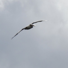 Pelecanus conspicillatus (Australian Pelican) at Burradoo - 12 Mar 2020 by GlossyGal