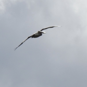 Pelecanus conspicillatus at Burradoo - 12 Mar 2020