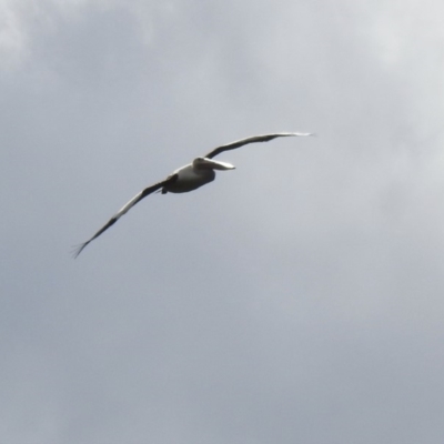 Pelecanus conspicillatus (Australian Pelican) at Wingecarribee Local Government Area - 12 Mar 2020 by GlossyGal