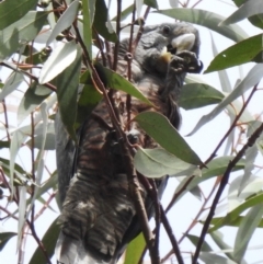 Callocephalon fimbriatum (Gang-gang Cockatoo) at Wingecarribee Local Government Area - 11 Mar 2020 by GlossyGal