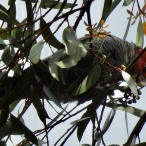 Callocephalon fimbriatum at Penrose - 12 Mar 2020