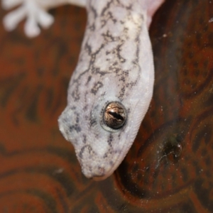 Christinus marmoratus at Evatt, ACT - 19 Mar 2020