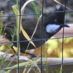 Psophodes olivaceus (Eastern Whipbird) at Burradoo, NSW - 19 Mar 2020 by GlossyGal