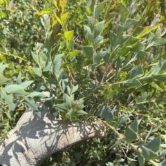 Acacia cultriformis (Knife Leaf Wattle) at Mount Majura - 15 Mar 2020 by rhyshardy