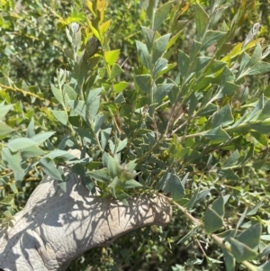 Acacia cultriformis at Watson, ACT - 15 Mar 2020 12:00 PM