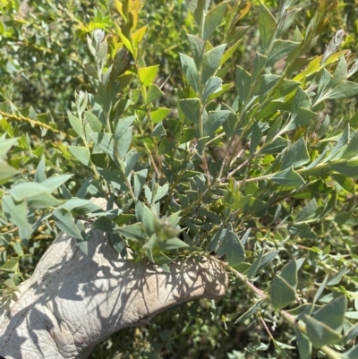 Acacia cultriformis (Knife Leaf Wattle) at Mount Majura - 15 Mar 2020 by rhyshardy