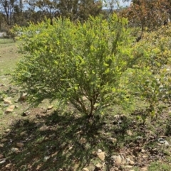 Acacia cultriformis at Watson, ACT - 15 Mar 2020