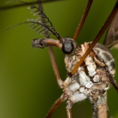 Ptilogyna sp. (genus) (A crane fly) at Bruce Ridge - 17 Nov 2016 by Bron