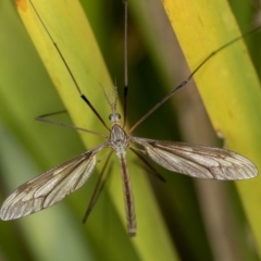 Ptilogyna sp. (genus) at Bruce, ACT - 17 Nov 2016 11:28 AM