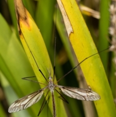 Ptilogyna sp. (genus) at Bruce, ACT - 17 Nov 2016