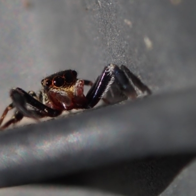 Unidentified Jumping or peacock spider (Salticidae) at Spence, ACT - 19 Mar 2020 by Laserchemisty