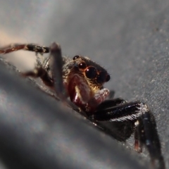 Salticidae (family) at Spence, ACT - 19 Mar 2020