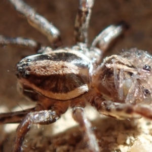 Lycosidae (family) at Spence, ACT - 15 Mar 2020