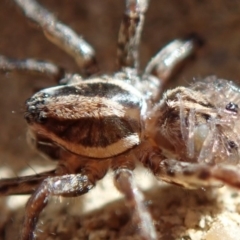Lycosidae (family) (Unidentified wolf spider) at Spence, ACT - 14 Mar 2020 by Laserchemisty