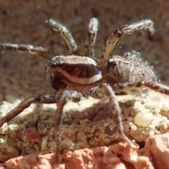 Lycosidae (family) at Spence, ACT - 15 Mar 2020