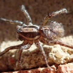 Lycosidae (family) at Spence, ACT - 15 Mar 2020
