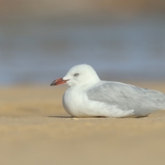 Chroicocephalus novaehollandiae (Silver Gull) at Pambula - 19 Mar 2020 by Leo