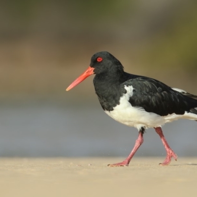 Haematopus longirostris (Australian Pied Oystercatcher) at Pambula - 19 Mar 2020 by Leo