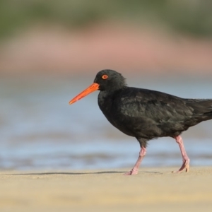 Haematopus fuliginosus at Merimbula, NSW - suppressed