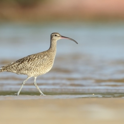 Numenius phaeopus (Whimbrel) at Pambula - 19 Mar 2020 by Leo