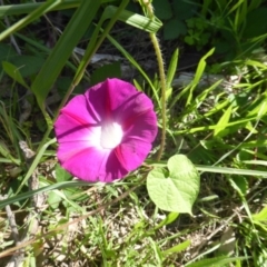 Ipomoea purpurea (Common Morning Glory) at Jerrabomberra, ACT - 19 Mar 2020 by Mike