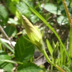 Ipomoea purpurea at Jerrabomberra, ACT - 19 Mar 2020