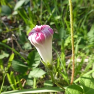 Ipomoea purpurea at Jerrabomberra, ACT - 19 Mar 2020