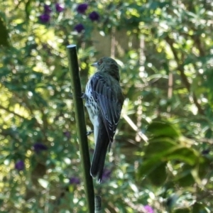 Oriolus sagittatus at Hughes, ACT - 18 Mar 2020