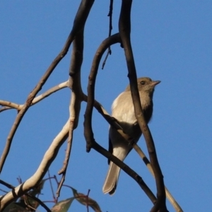 Pachycephala pectoralis at Deakin, ACT - 19 Mar 2020