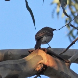 Pachycephala pectoralis at Deakin, ACT - 19 Mar 2020