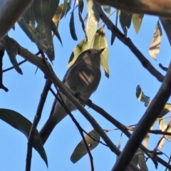 Pachycephala pectoralis at Deakin, ACT - 19 Mar 2020