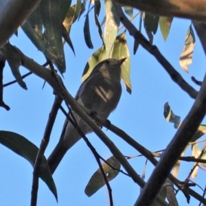 Pachycephala pectoralis at Deakin, ACT - 19 Mar 2020