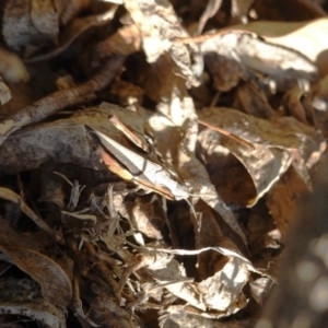 Cryptobothrus chrysophorus at Hughes, ACT - 19 Mar 2020