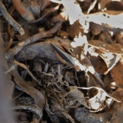 Cryptobothrus chrysophorus at Hughes, ACT - 19 Mar 2020