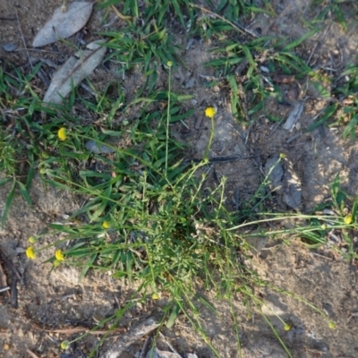 Calotis lappulacea (Yellow Burr Daisy) at Red Hill Nature Reserve - 19 Mar 2020 by JackyF