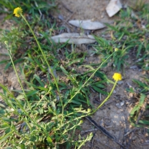 Calotis lappulacea at Deakin, ACT - 19 Mar 2020