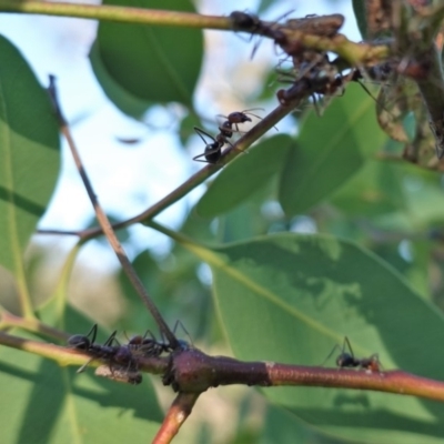 Iridomyrmex purpureus (Meat Ant) at Red Hill to Yarralumla Creek - 19 Mar 2020 by JackyF