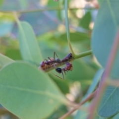 Iridomyrmex purpureus at Hughes, ACT - 19 Mar 2020