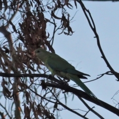 Polytelis swainsonii (Superb Parrot) at Hughes Grassy Woodland - 18 Mar 2020 by JackyF