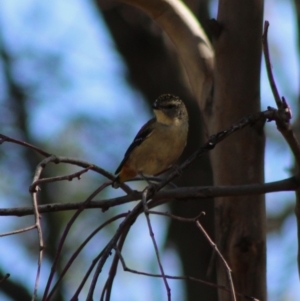 Pardalotus punctatus at Deakin, ACT - 18 Mar 2020