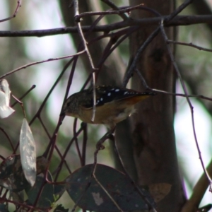 Pardalotus punctatus at Deakin, ACT - 18 Mar 2020