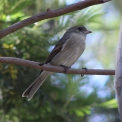 Pachycephala pectoralis (Golden Whistler) at Deakin, ACT - 17 Mar 2020 by LisaH