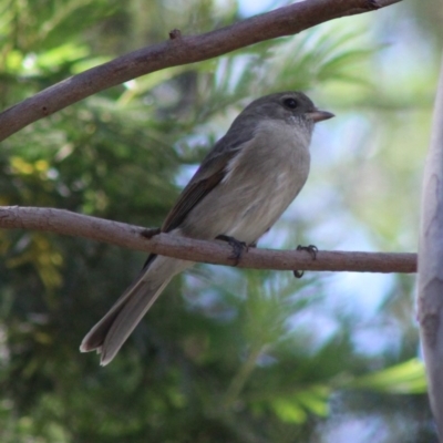 Pachycephala pectoralis (Golden Whistler) at Deakin, ACT - 17 Mar 2020 by LisaH