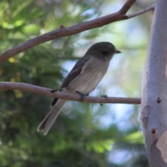 Pachycephala pectoralis at Deakin, ACT - 17 Mar 2020 12:38 PM