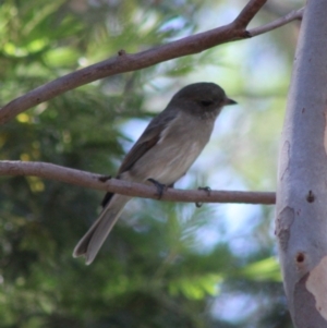 Pachycephala pectoralis at Deakin, ACT - 17 Mar 2020 12:38 PM