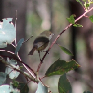 Acanthiza pusilla at Deakin, ACT - 17 Mar 2020