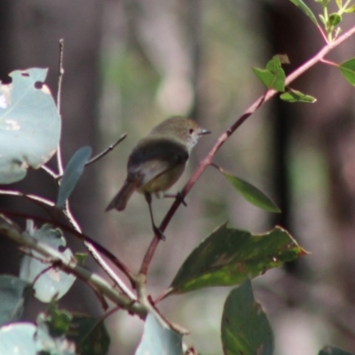 Acanthiza pusilla (Brown Thornbill) at Red Hill Nature Reserve - 17 Mar 2020 by LisaH